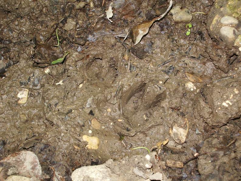 capriole di capriolo?